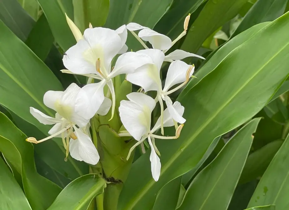野薑花功效