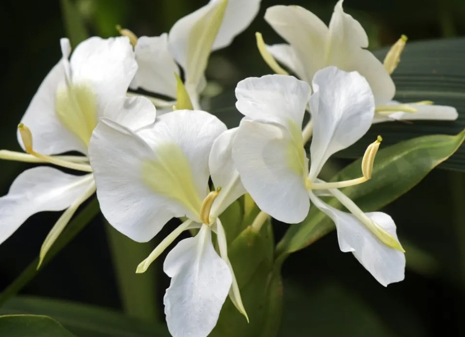 野薑花食用