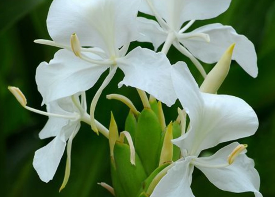 野薑花食用