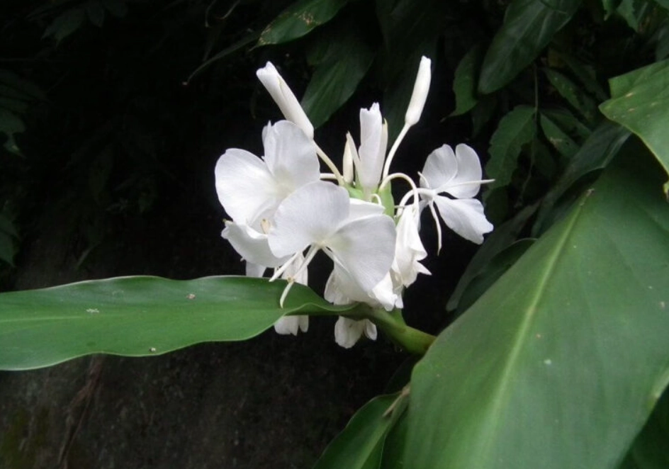 野薑花食用