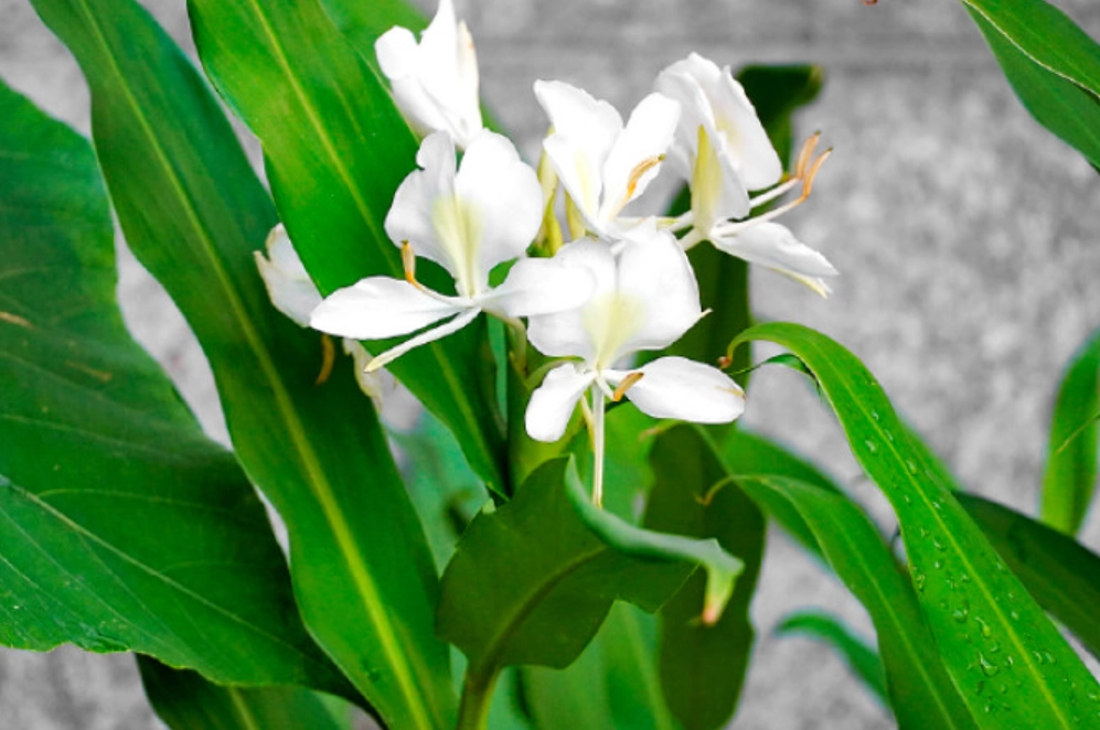 野薑花功效