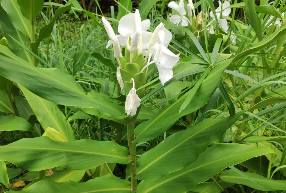 野薑花功效