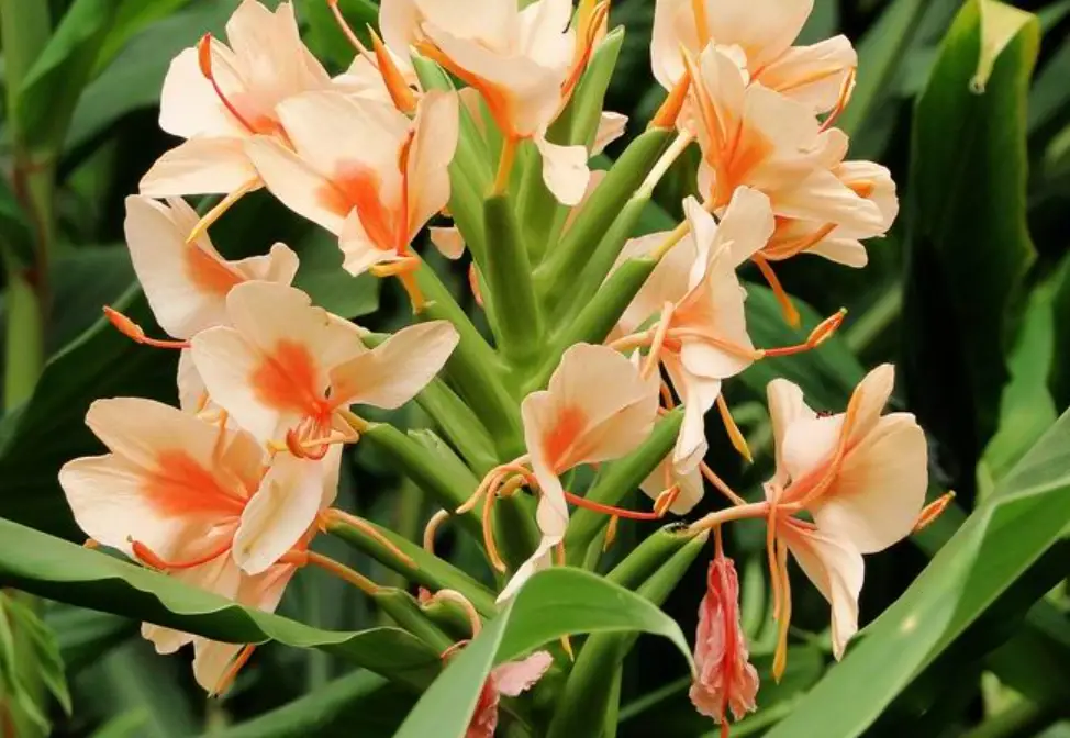 野薑花功效