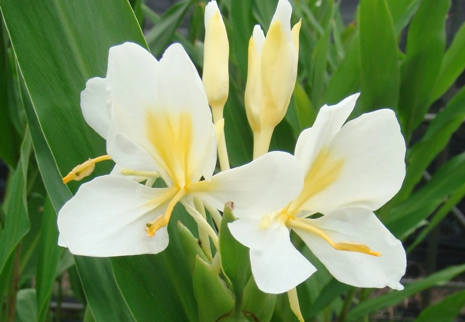 野薑花食用