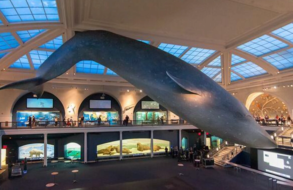 自然史博物館 門票