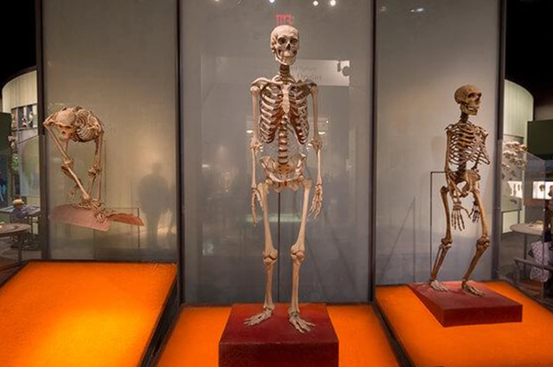 紐約博物館 免費參觀