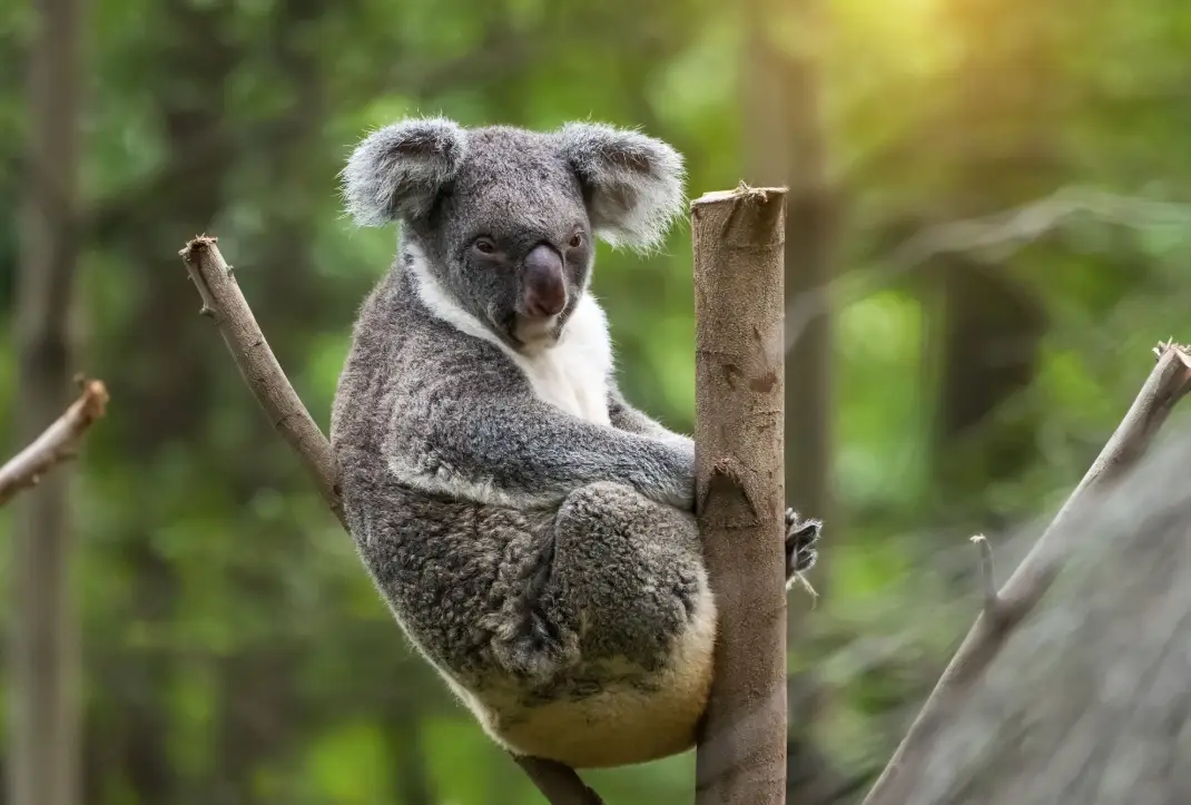 布里斯本景點推薦