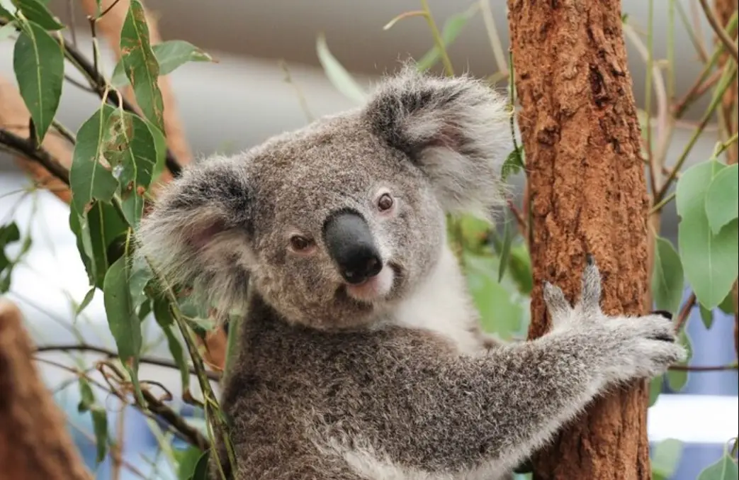 布里斯本自由行