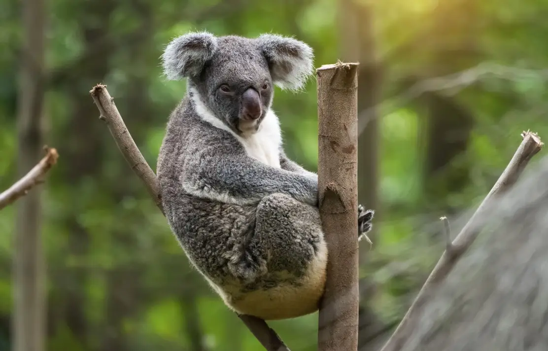布里斯本交通攻略