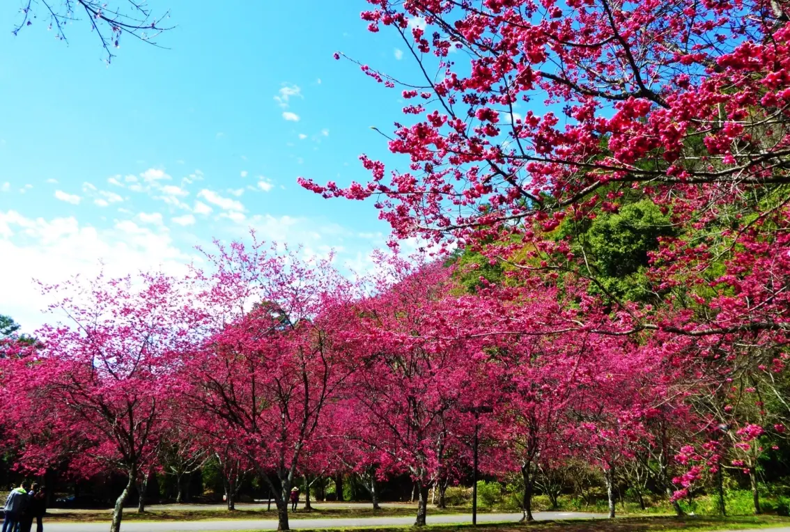 奧萬大楓葉季節