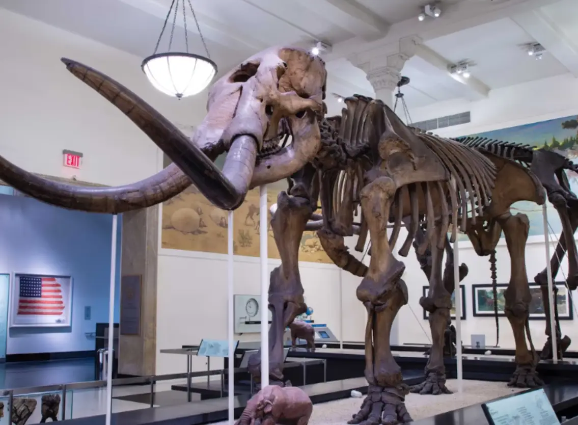 自然歷史博物館美國