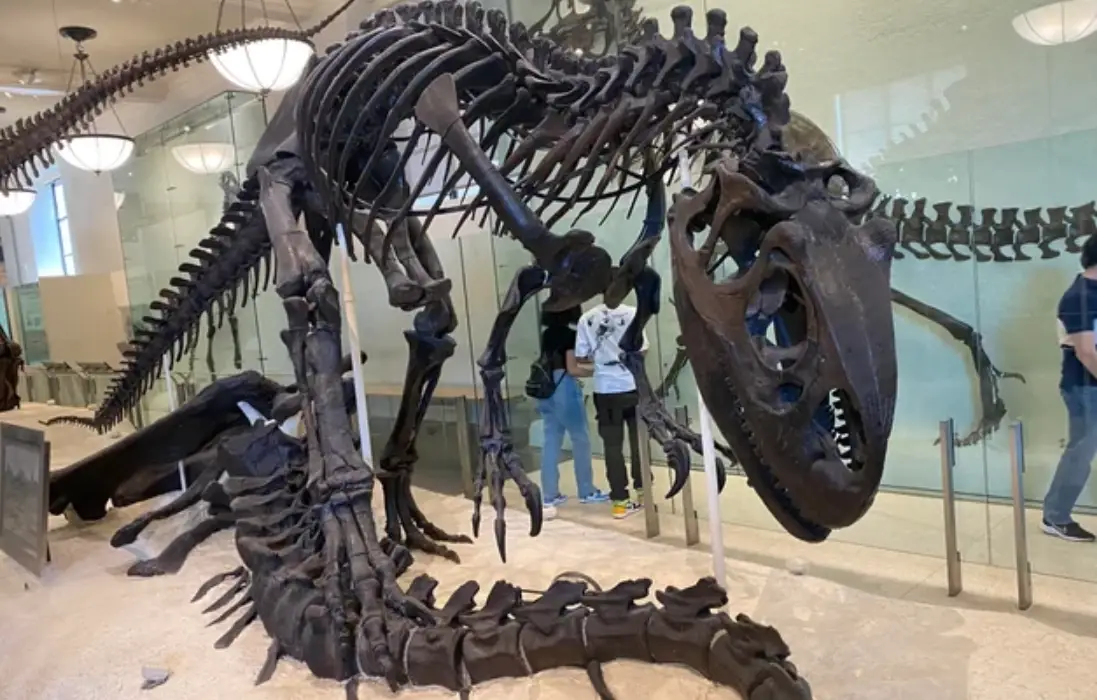 恐龍化石展覽