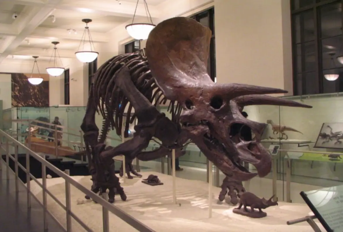 自然史博物館參觀攻略