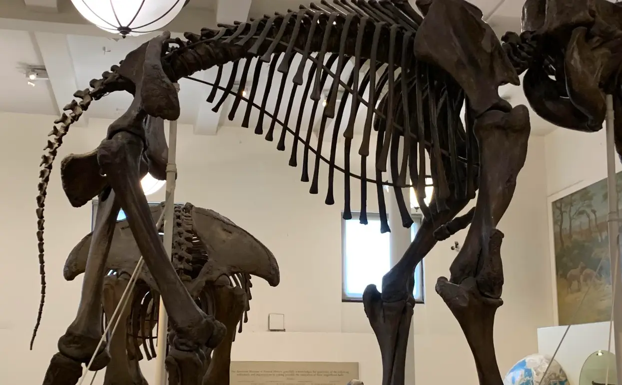 自然歷史博物館 自由行
