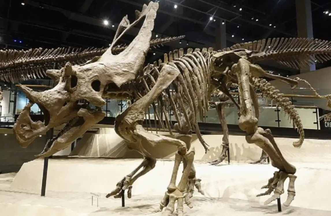 恐龍化石展覽