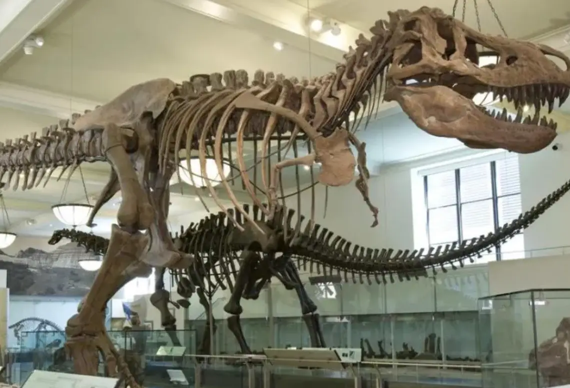 自然史博物館參觀攻略