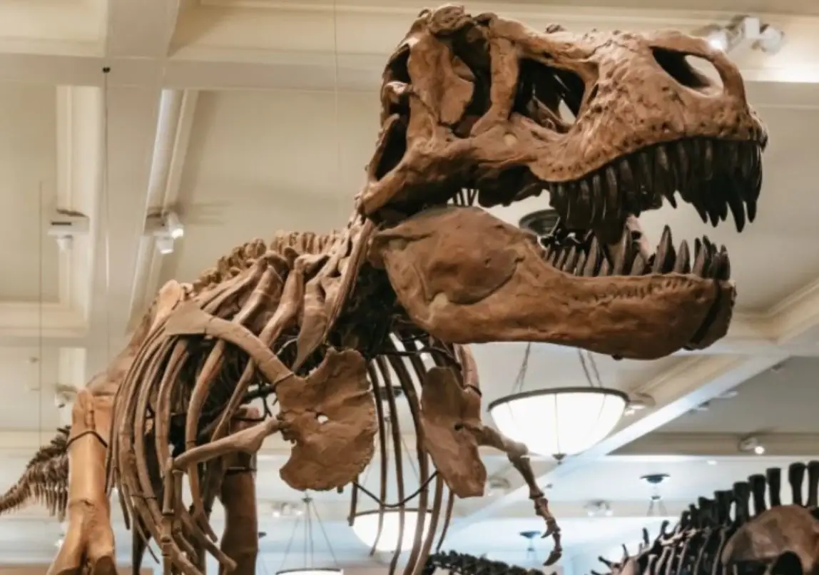 美國自然史博物館恐龍