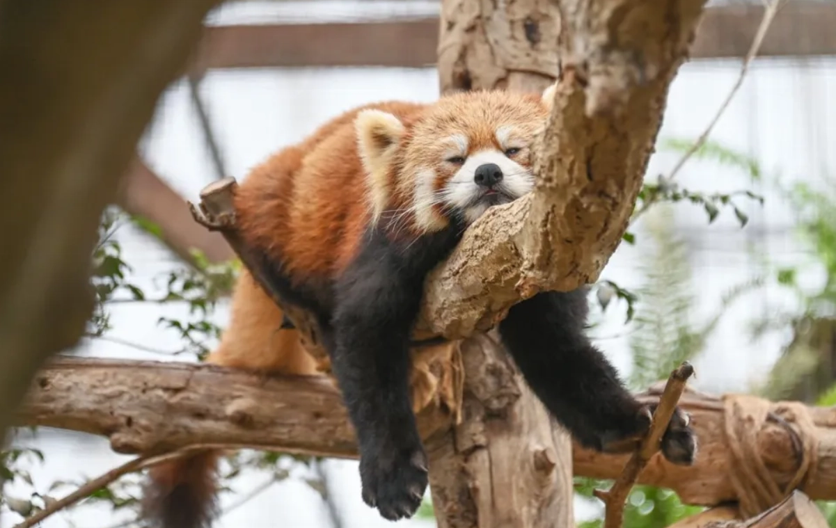 日本親子旅遊 日本親子旅遊