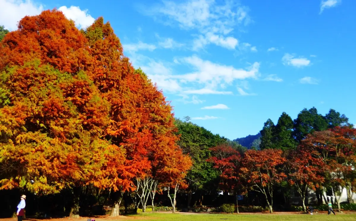 奧萬大交通全攻略：一篇搞定開車、客運、接駁車與行程規劃