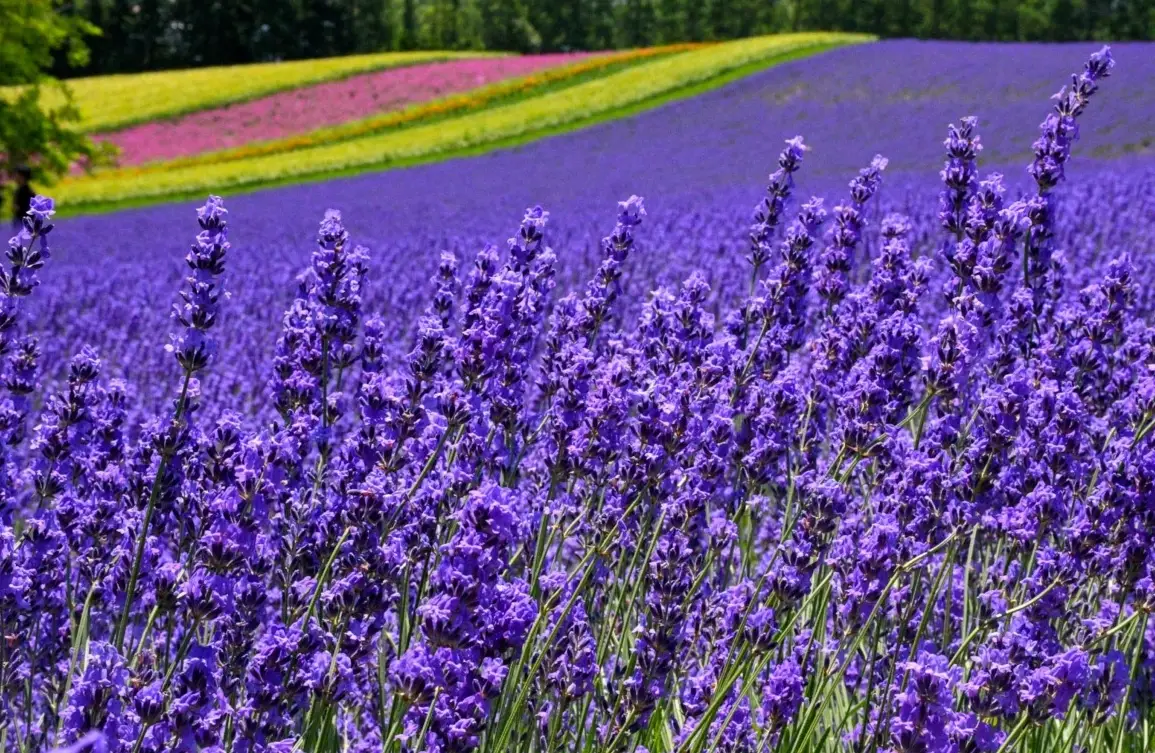 富田農場一日遊攻略