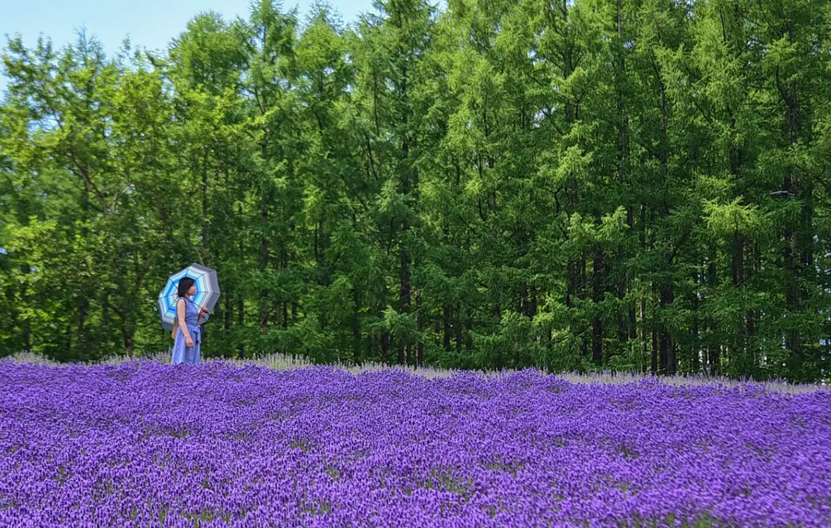 富田農場薰衣草花期