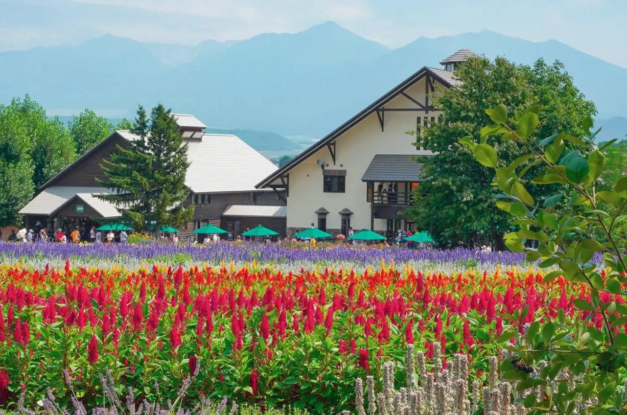 富田農場花季時間