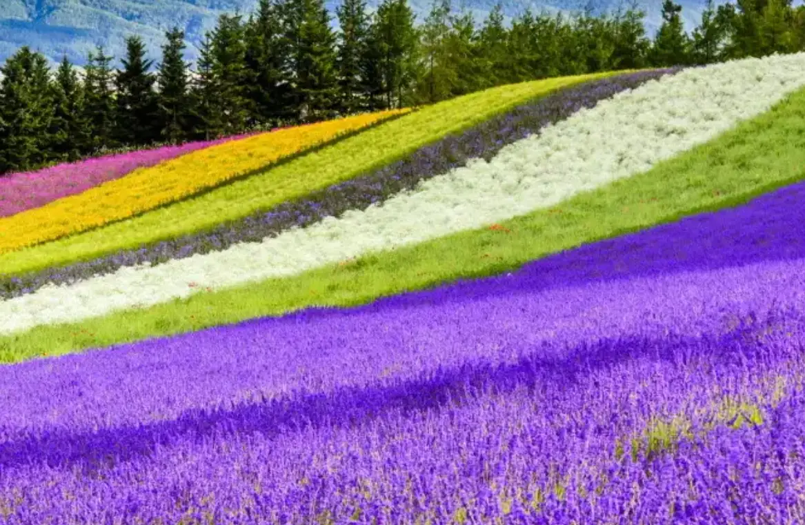 富田農場花季時間