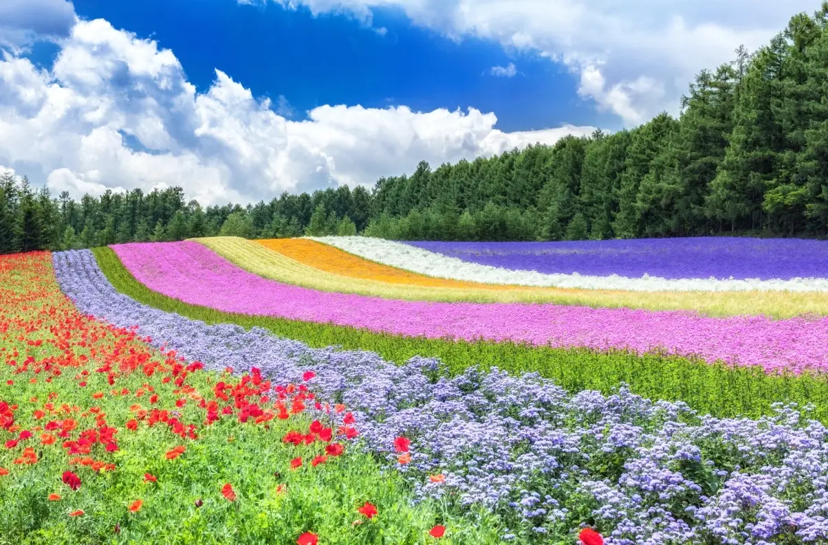 富田農場花季時間