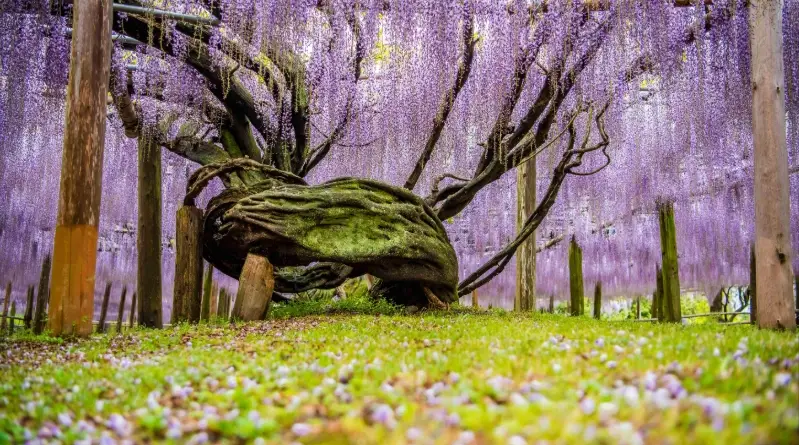 北九州旅遊攻略 北九州旅遊攻略