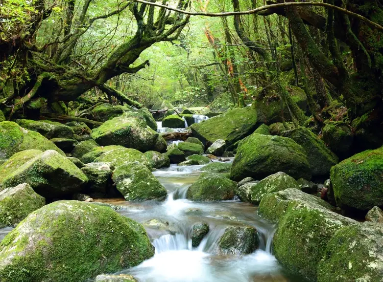 鹿兒島自由行 鹿兒島自由行