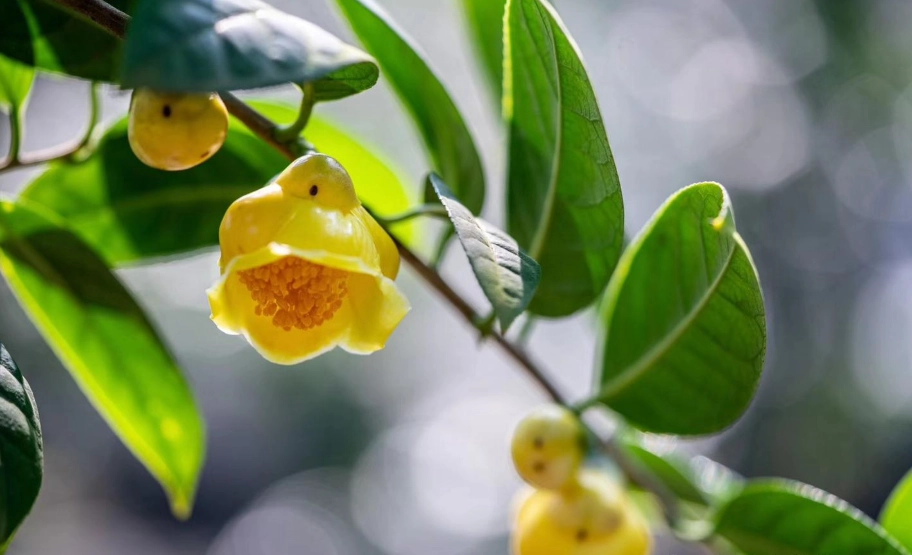 金花茶禁忌 金花茶禁忌