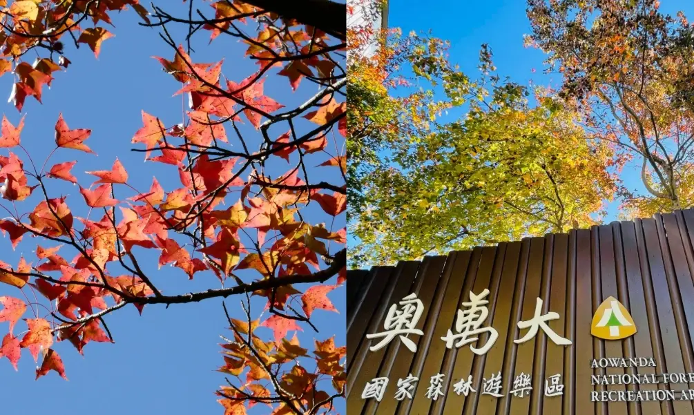 奥萬大賞楓 奥萬大賞楓