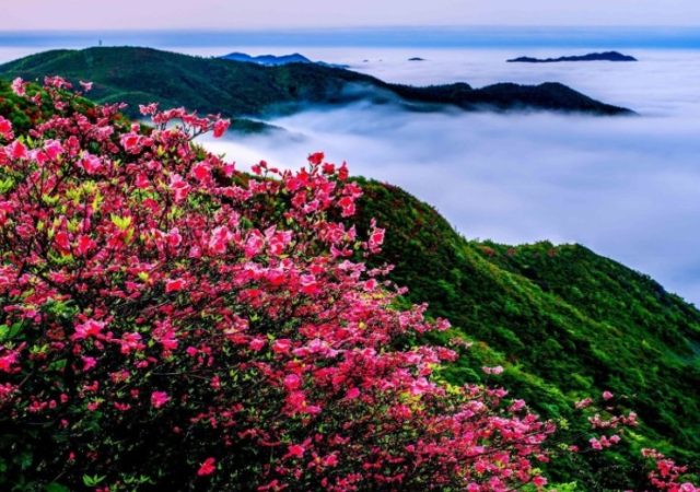 櫻花景點