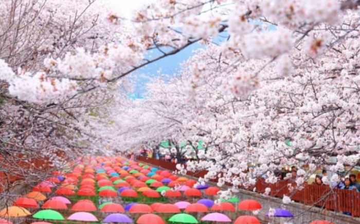 鎮海櫻花