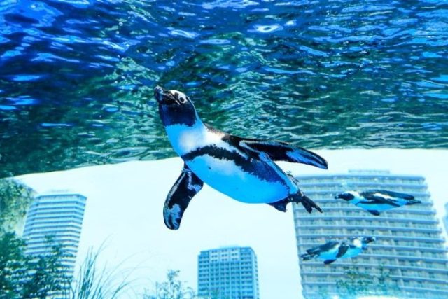陽光水族館 陽光水族館