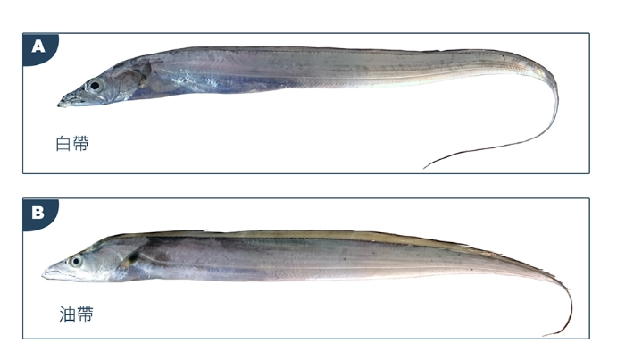 如何分辨白帶魚和油帶魚