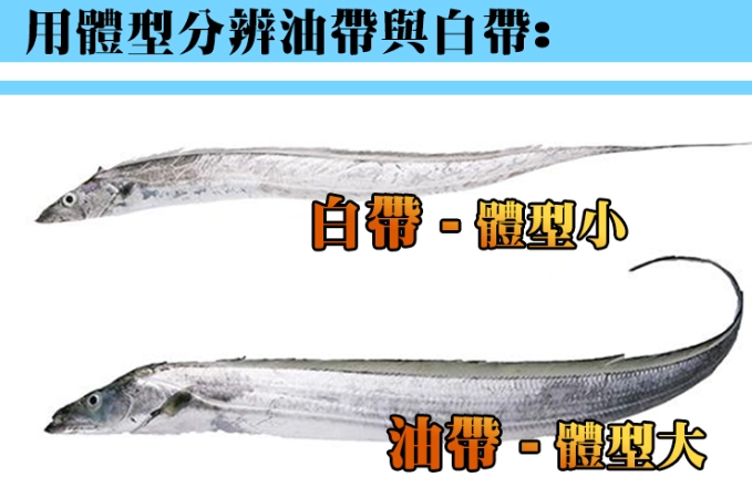 白帶魚 油帶魚 比較