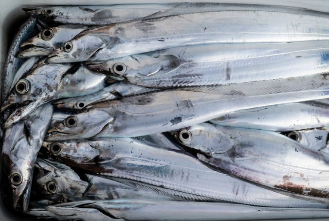 白帶魚處理方法