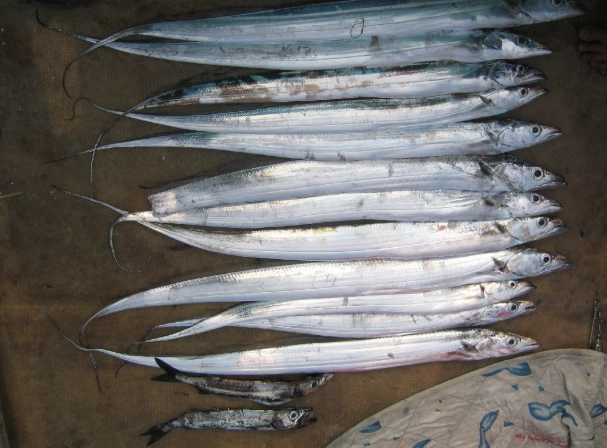 白帶魚清洗技巧