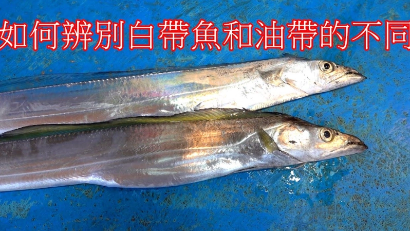 白帶魚 油帶魚 差別