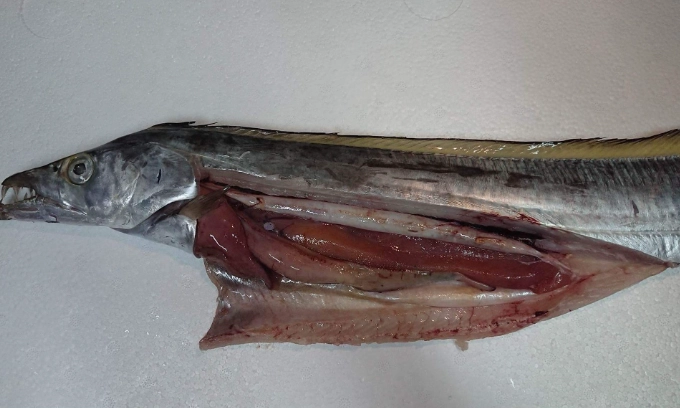 如何分辨白帶魚和油帶魚