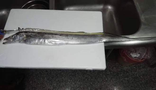 白帶魚 油帶魚 差別