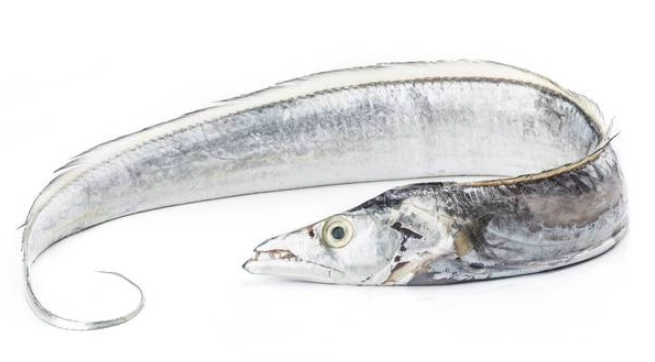 白帶魚處理方法