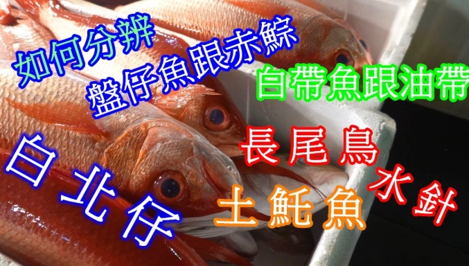 白帶魚 油帶魚 比較