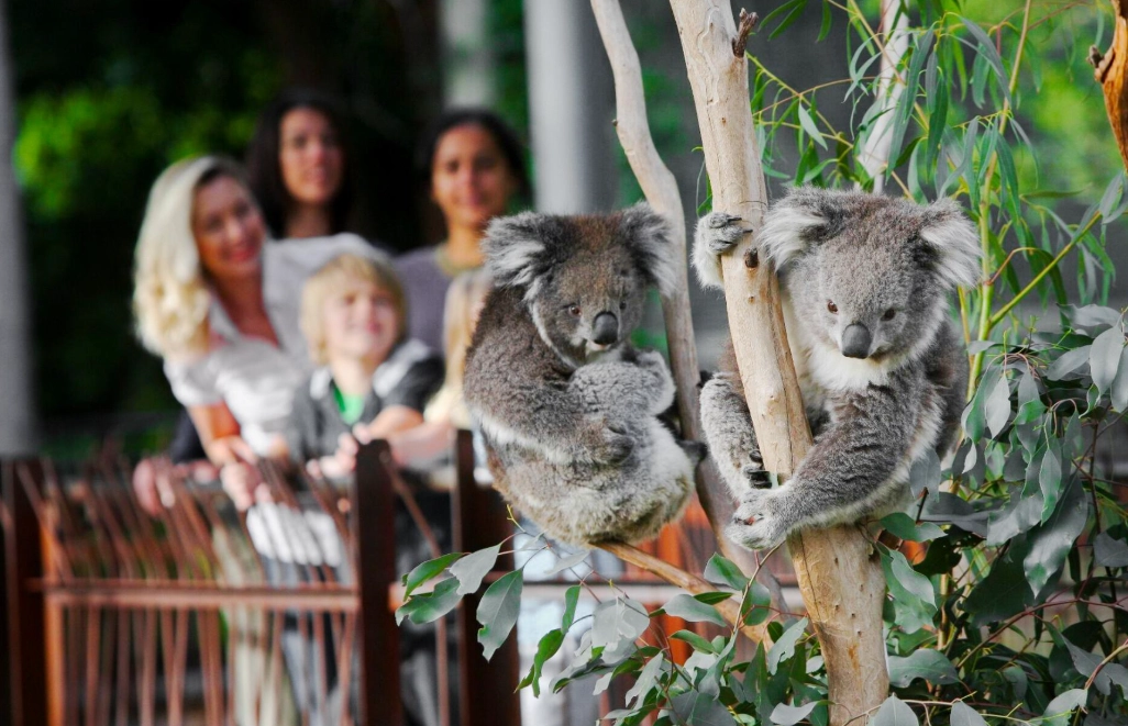 墨爾本自由行攻略