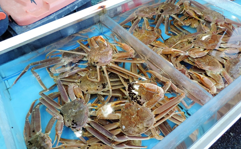 釜山最佳海鮮時令