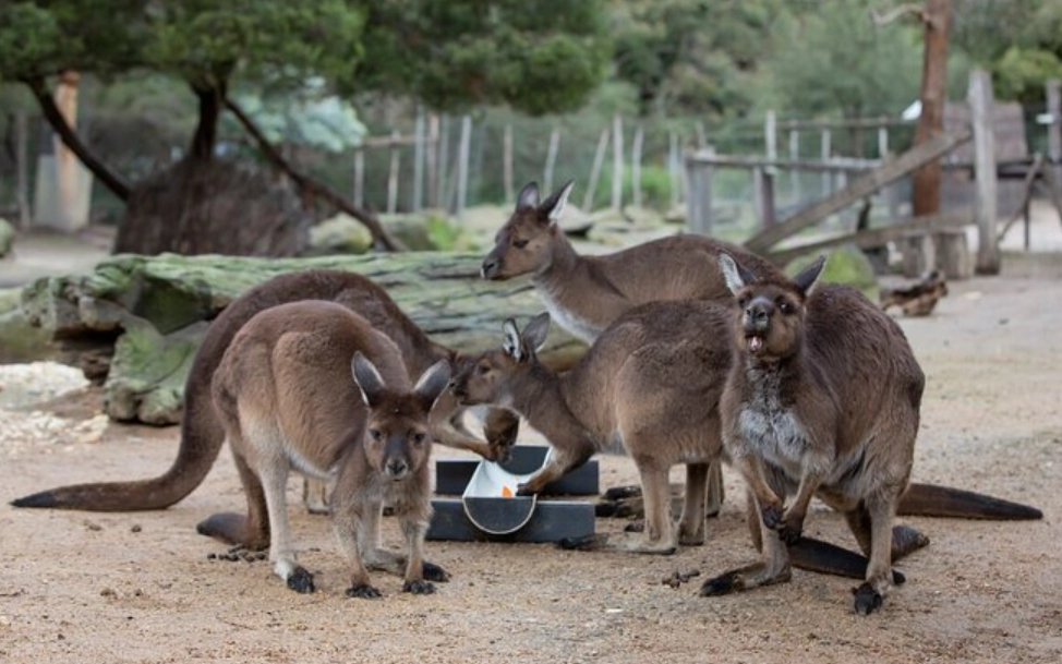 墨爾本自由行攻略