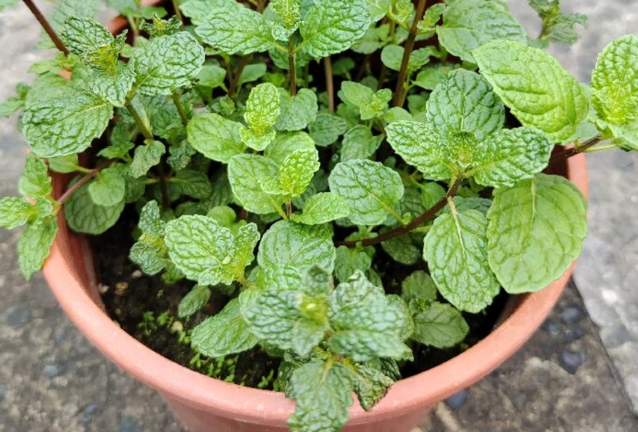 薄荷種植時間