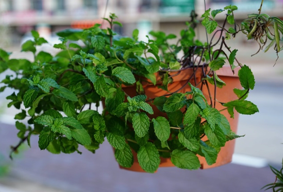 薄荷種植方法