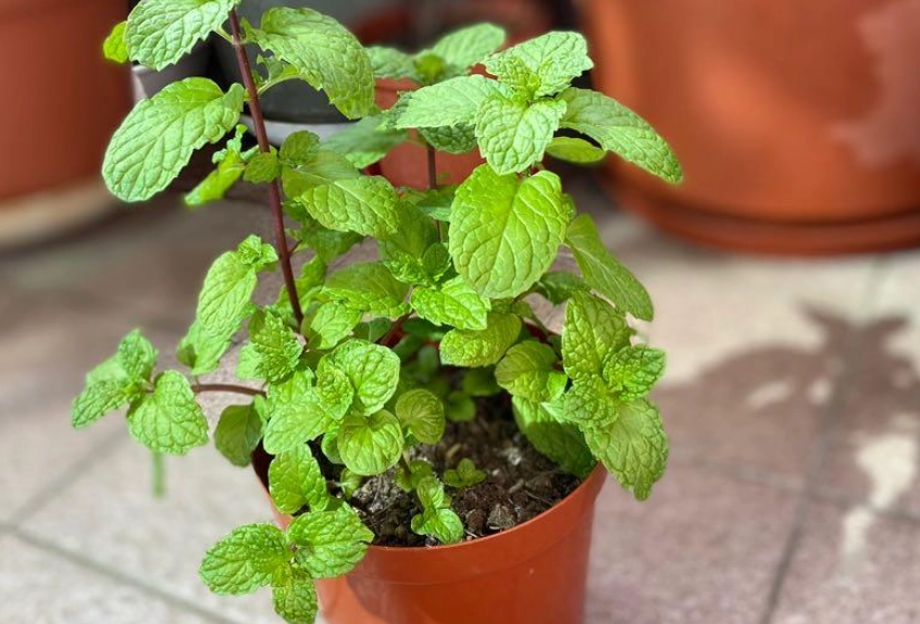 薄荷種植時間